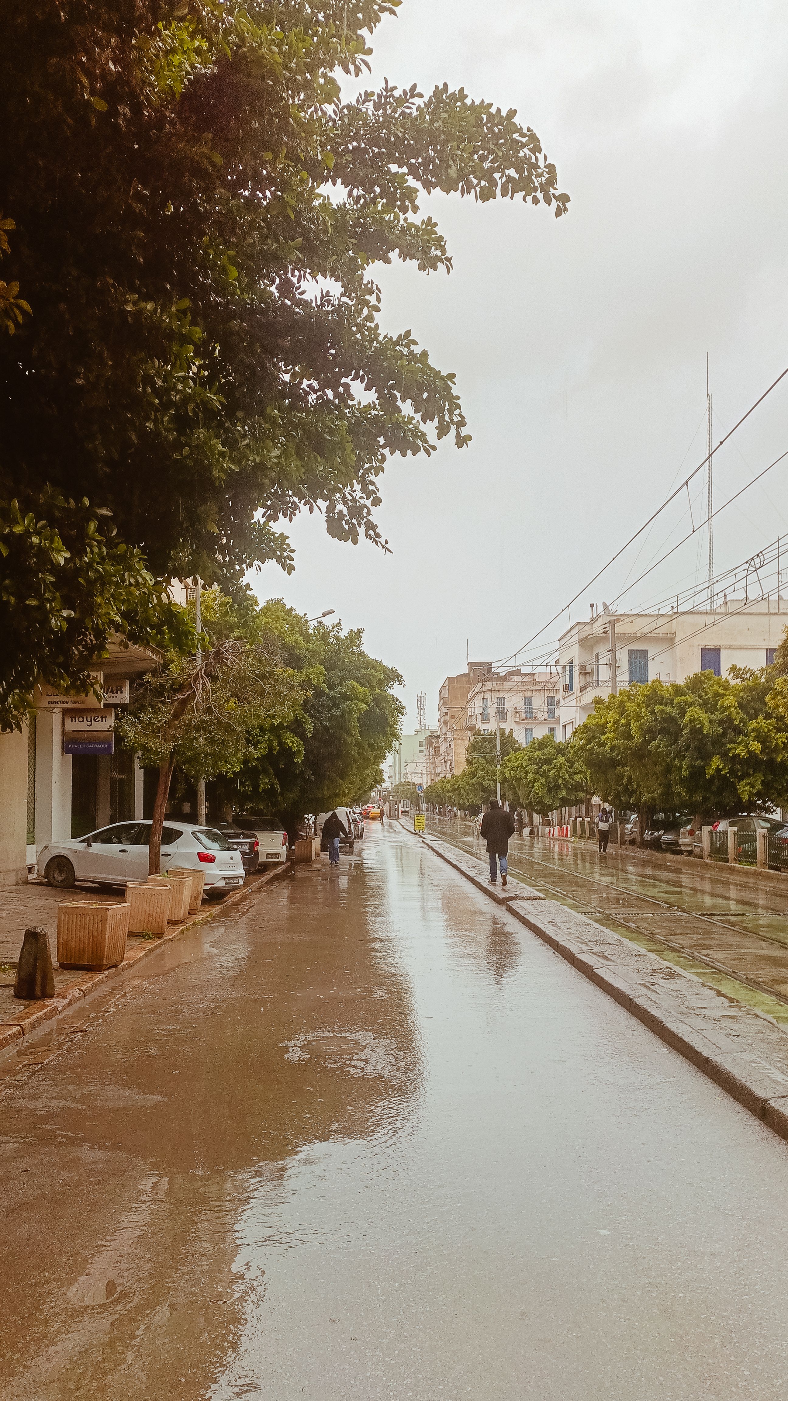 A serene rainy day streetscape with trees, buildings, and reflections.