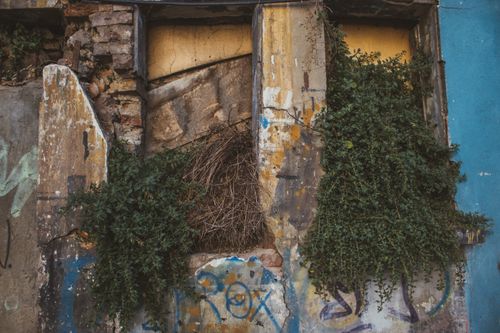 Free Rustic old wall featuring graffiti and overgrown ivy, showcasing urban decay and nature Stock Photo