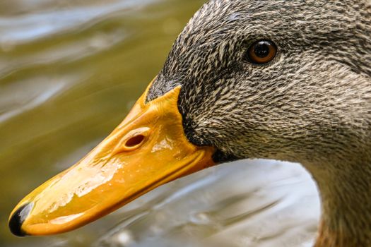 Detailed close-up of a mallard duck showing its vibrant plumage and distinctive bill in natural light.