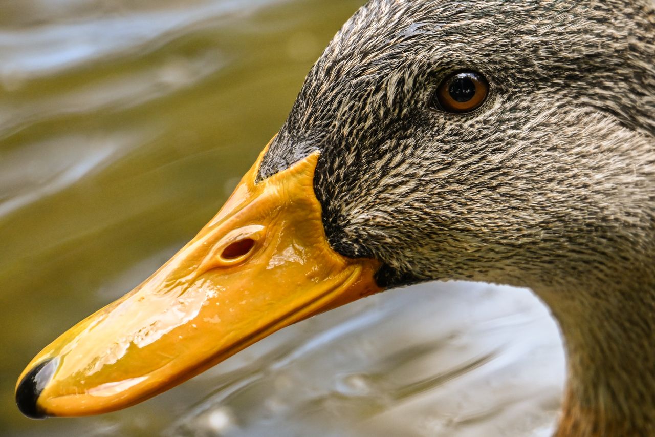 detailed close up of a mallard duck showing its vibrant plumage and di