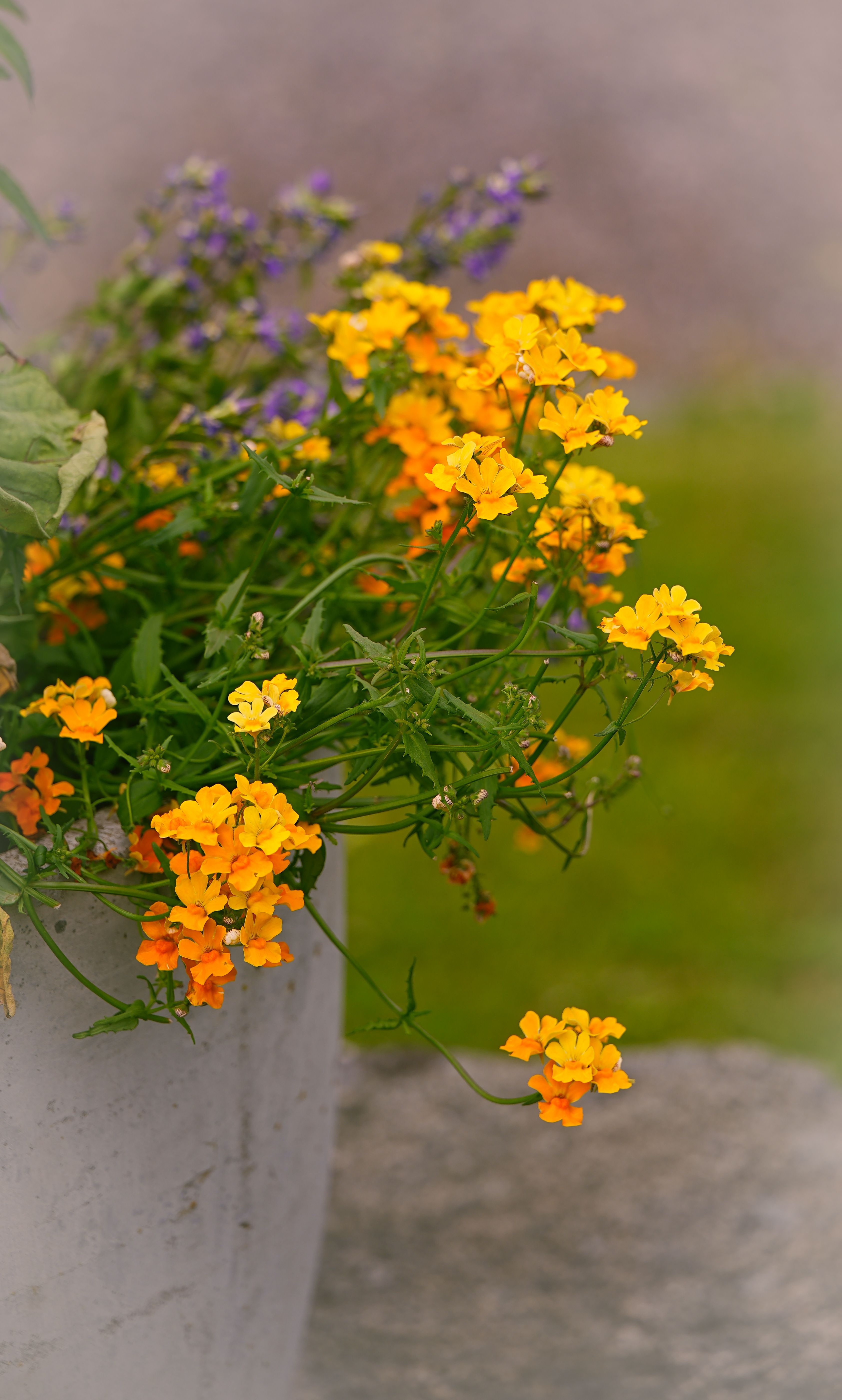 [ColoSach]-bright-yellow-flowers-flourishing-in-an-outdoor-pot,-symbolizing-spring-and-nature's-beauty.