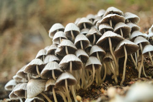 Free Closeup Photo of White Mushrooms Stock Photo