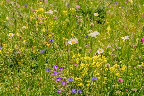Free A colorful meadow filled with vibrant summer wildflowers under bright daylight. Stock Photo