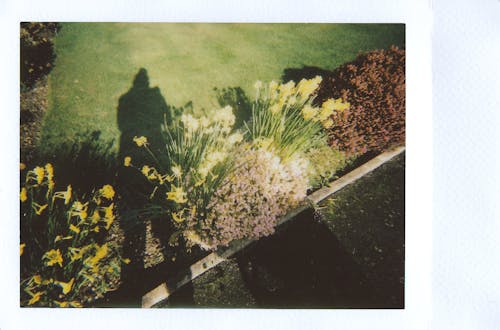 顕花植物の写真