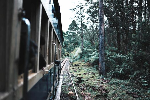A train travels through the dense, green forests of Ooty, Tamil Nadu, capturing a scenic and serene journey.