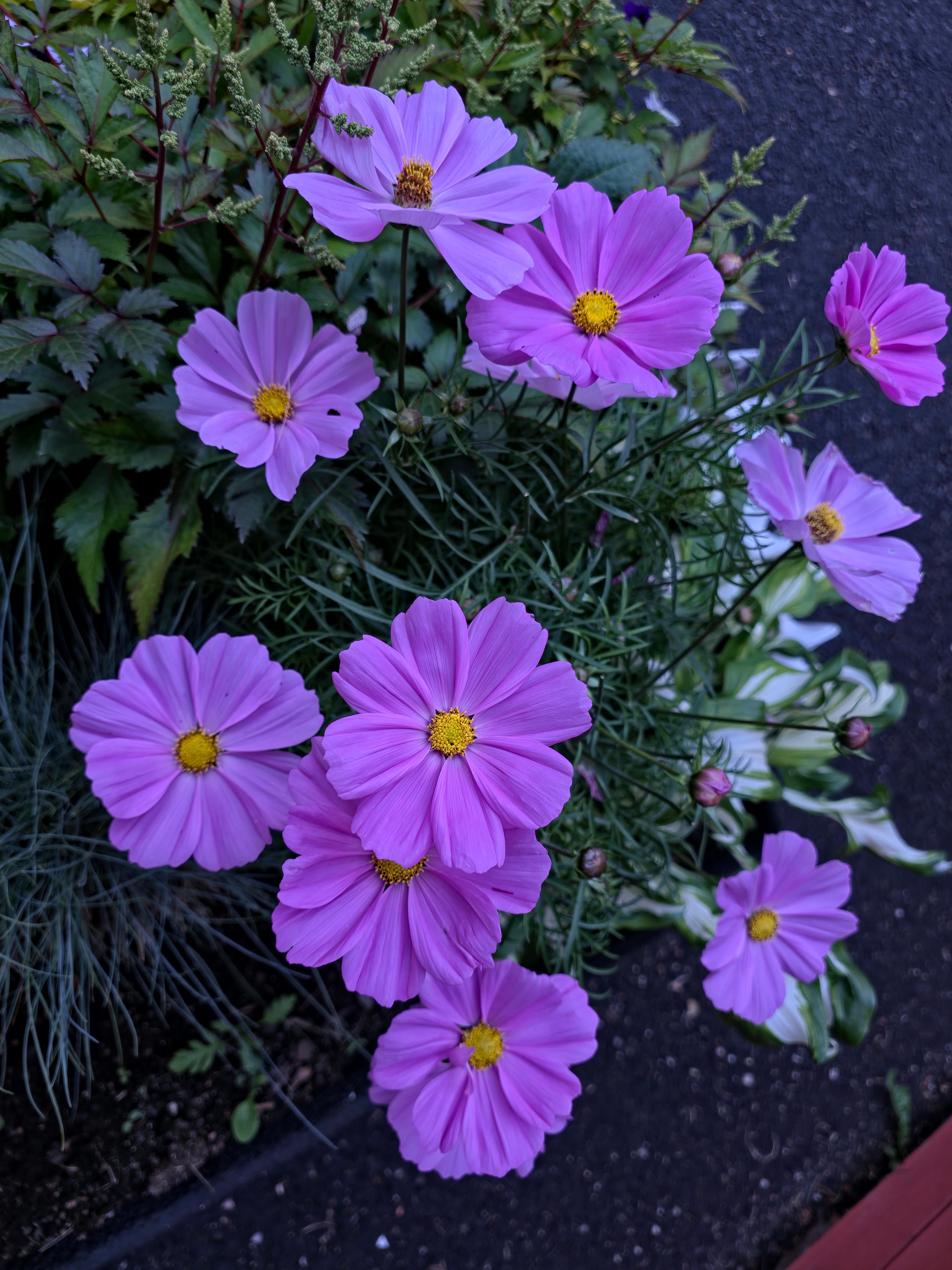 [ColoSach]-beautiful-pink-cosmos-flowers-in-full-bloom-with-green-foliage-background.