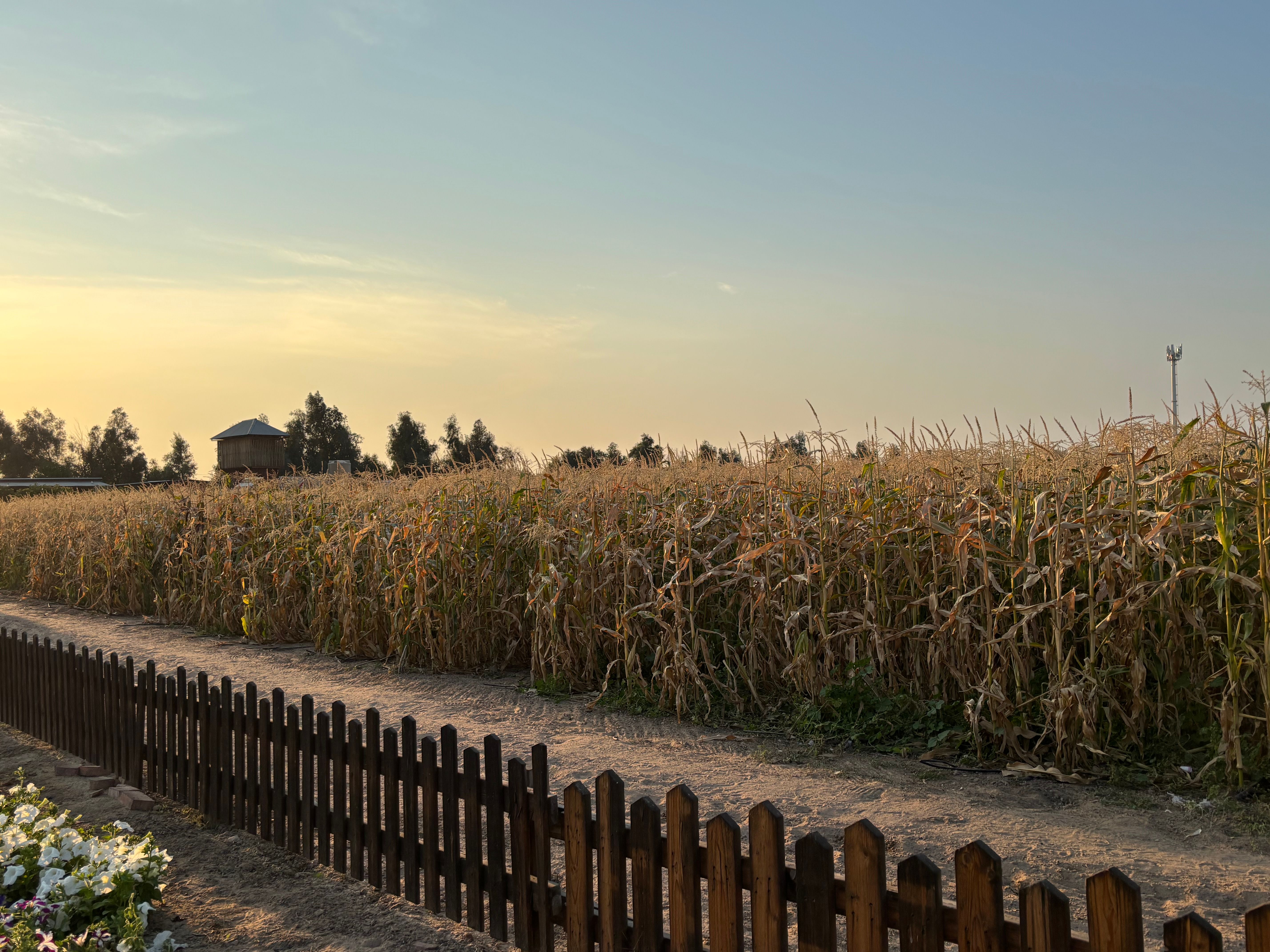 Sunset over a cornfield in Abdali, Kuwait, with a clear sky and rustic fence.