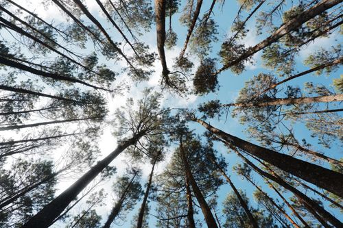 Free A captivating upward view of tall pine trees against a clear blue sky, conveying serenity and nature's grandeur. Stock Photo