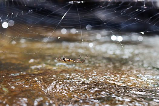A close-up of an orb weaver spider on its web above a forest stream in Munnar, India.