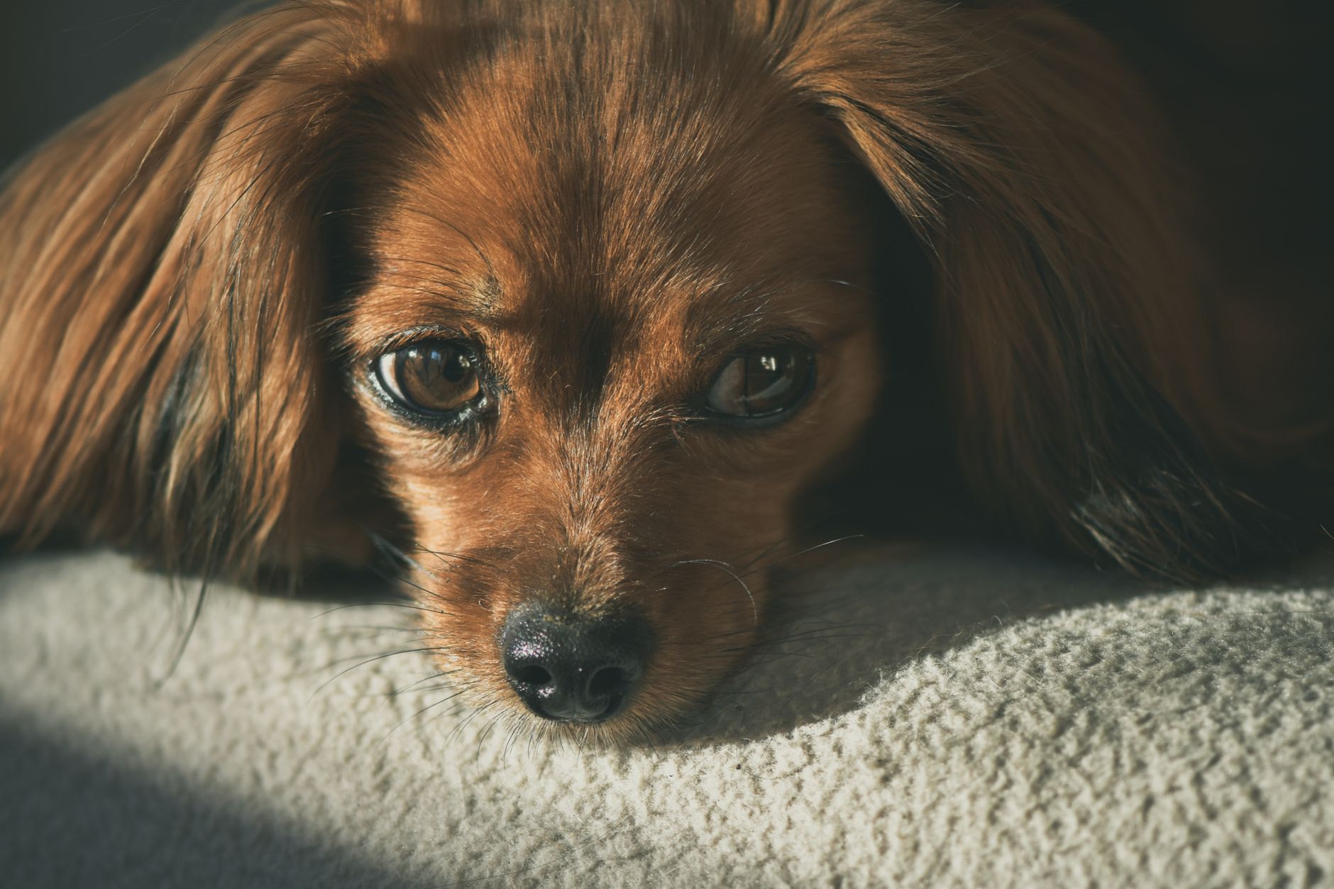 Veterinary care for a dog