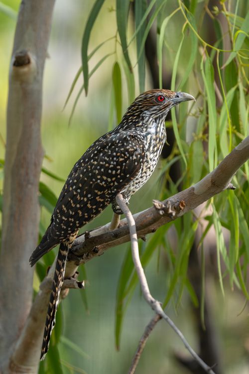 Free Close-up photo of an Asian Koel bird perched on a tree branch with lush green background. Stock Photo