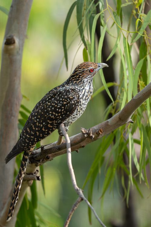 Free Close-up of an Asian Koel perched on a tree branch surrounded by greenery. Stock Photo