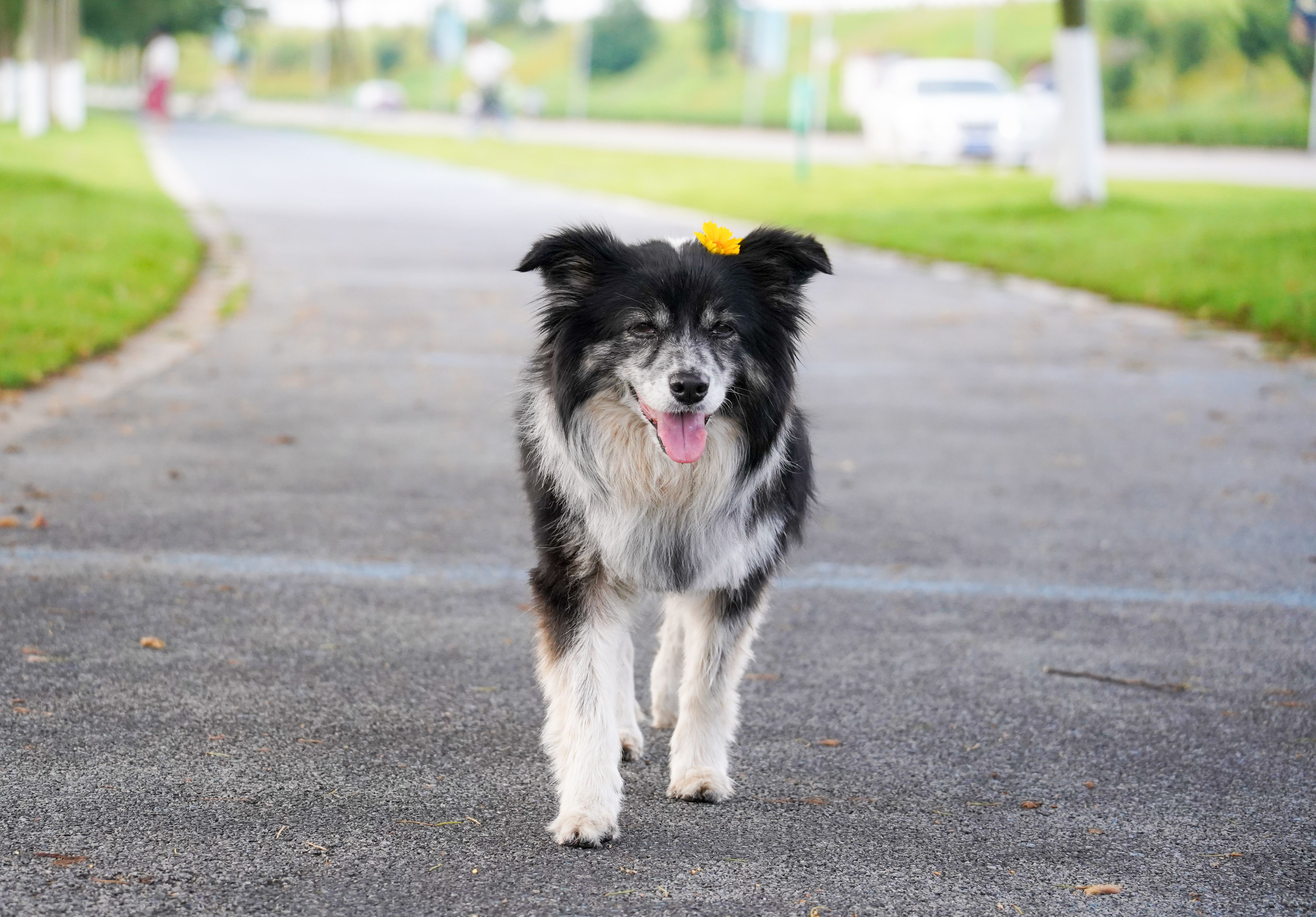 China expands AI-powered pet technology with innovative smart devices — Photo by Peter Xie on Pexels