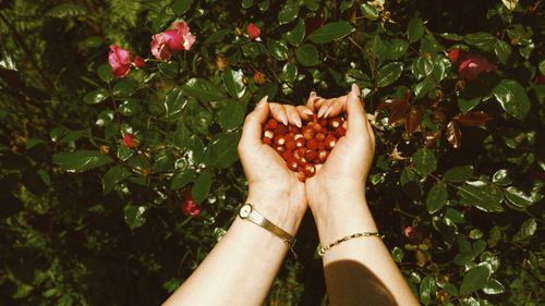 Free Hands holding red berries among lush greenery and pink flowers in Artvin, Türkiye. Stock Photo