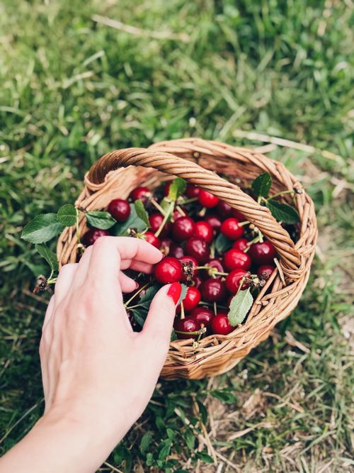 Free A hand reaches for vibrant red cherries in a wicker basket on grass, capturing a fresh summer harvest moment. Stock Photo