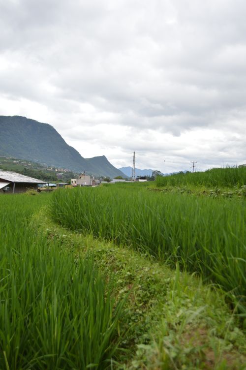 Free Lush green rice field against a backdrop of mountains under a cloudy sky. Stock Photo
