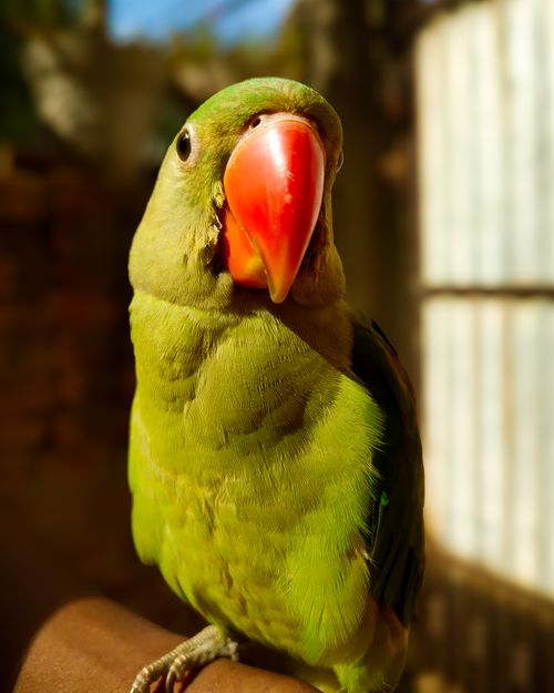Free Bright green parakeet with red beak under natural light. Ideal for nature themes. Stock Photo