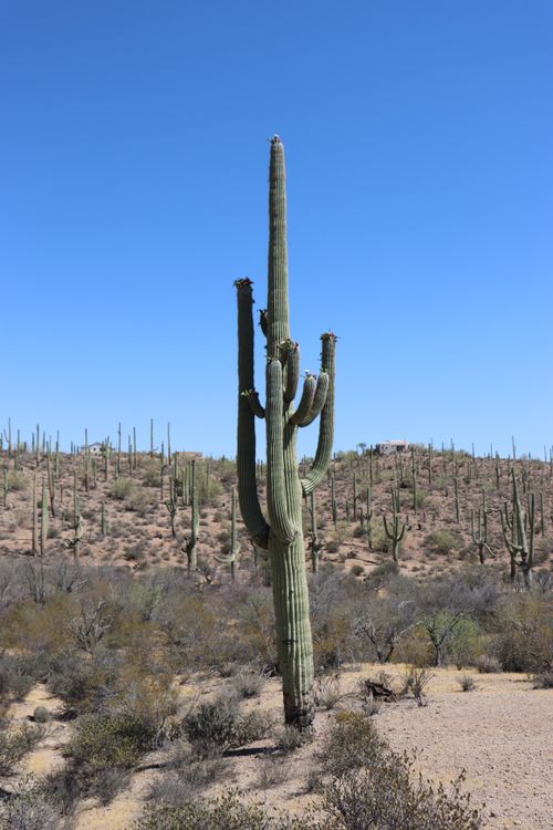 Free A tall saguaro cactus under a clear blue sky in the Sonoran Desert, Tucson, Arizona. Stock Photo