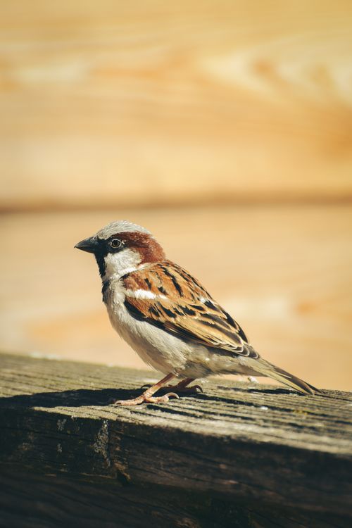 Free A house sparrow perched on a wooden ledge in natural sunlight, displaying intricate feather patterns. Stock Photo