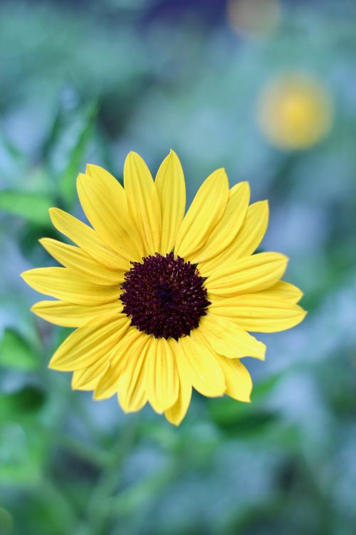 Free Close-up of a bright yellow sunflower with a blurred green background, showcasing its vivid petals. Stock Photo