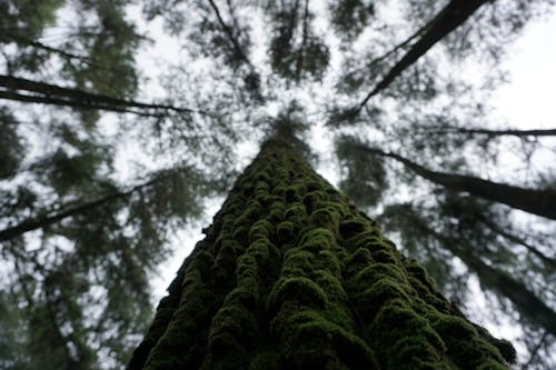 Foto stok gratis alam yang indah, hijau tua, Indonesia