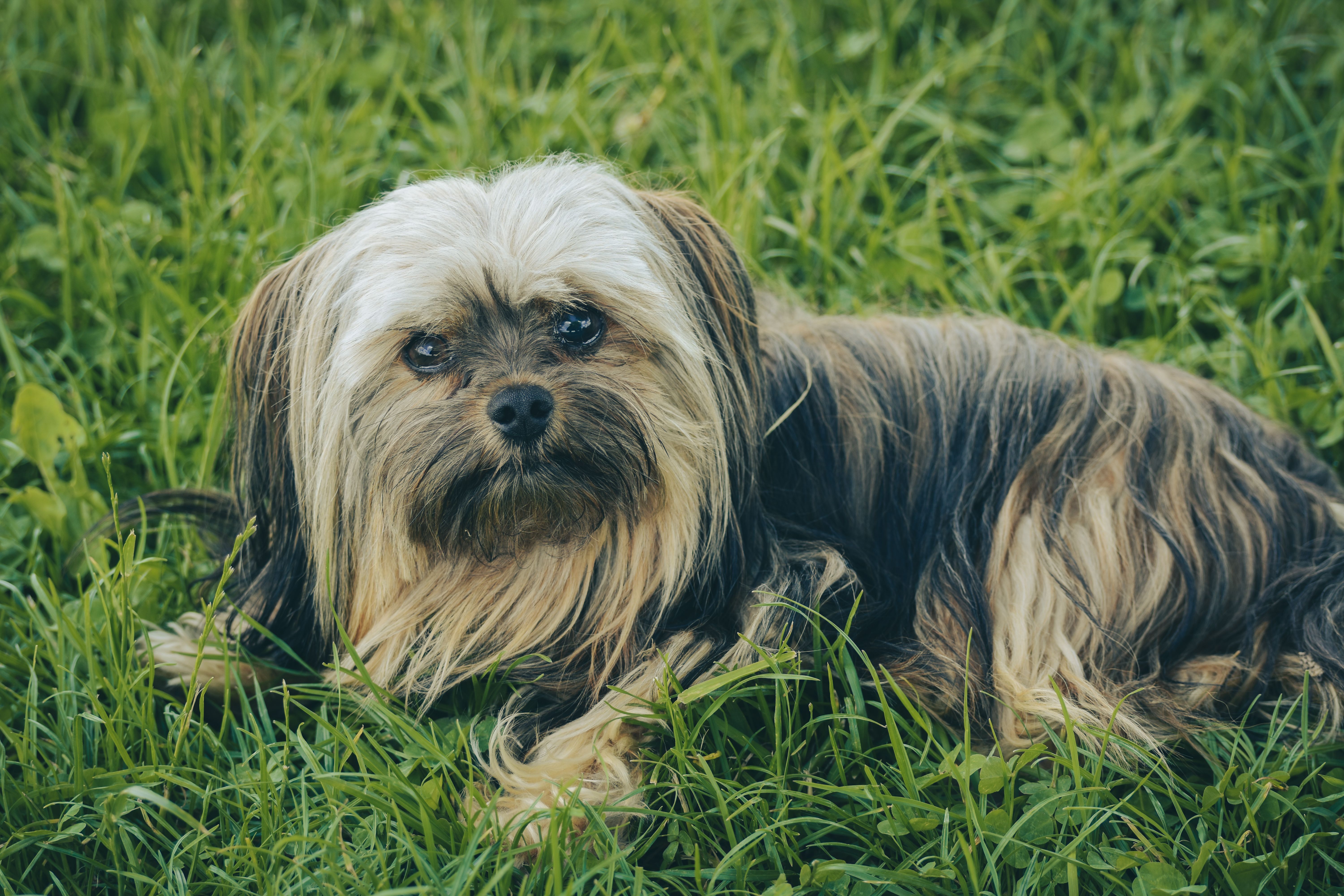 pet insurance pet health costs — Photo by Alexas Fotos on Pexels
