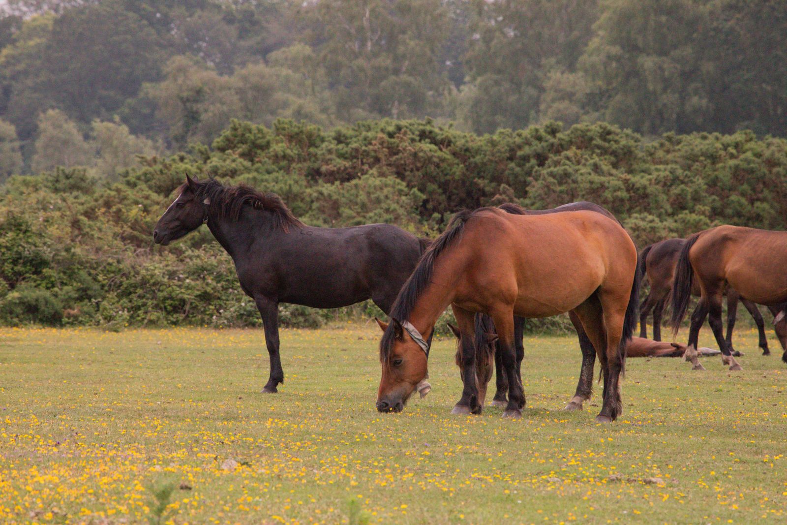 New Forest ponies grazing in open countryside