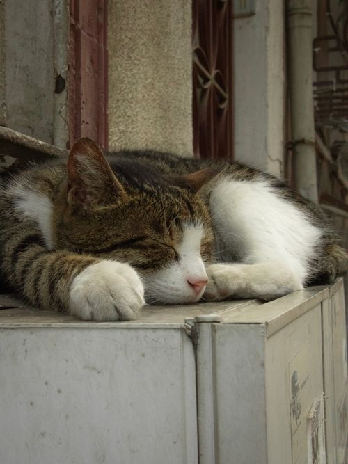 Free Serene image of a stray cat napping on a ledge in an urban setting. Stock Photo