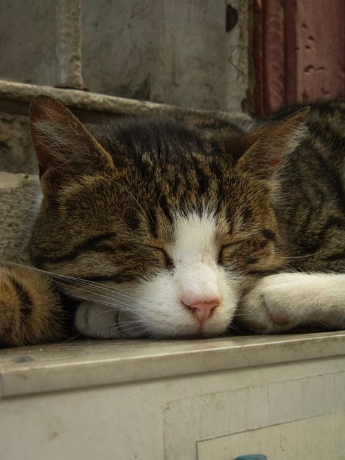 Free A serene image of a sleeping cat on a stone step, capturing tranquility and calmness. Stock Photo