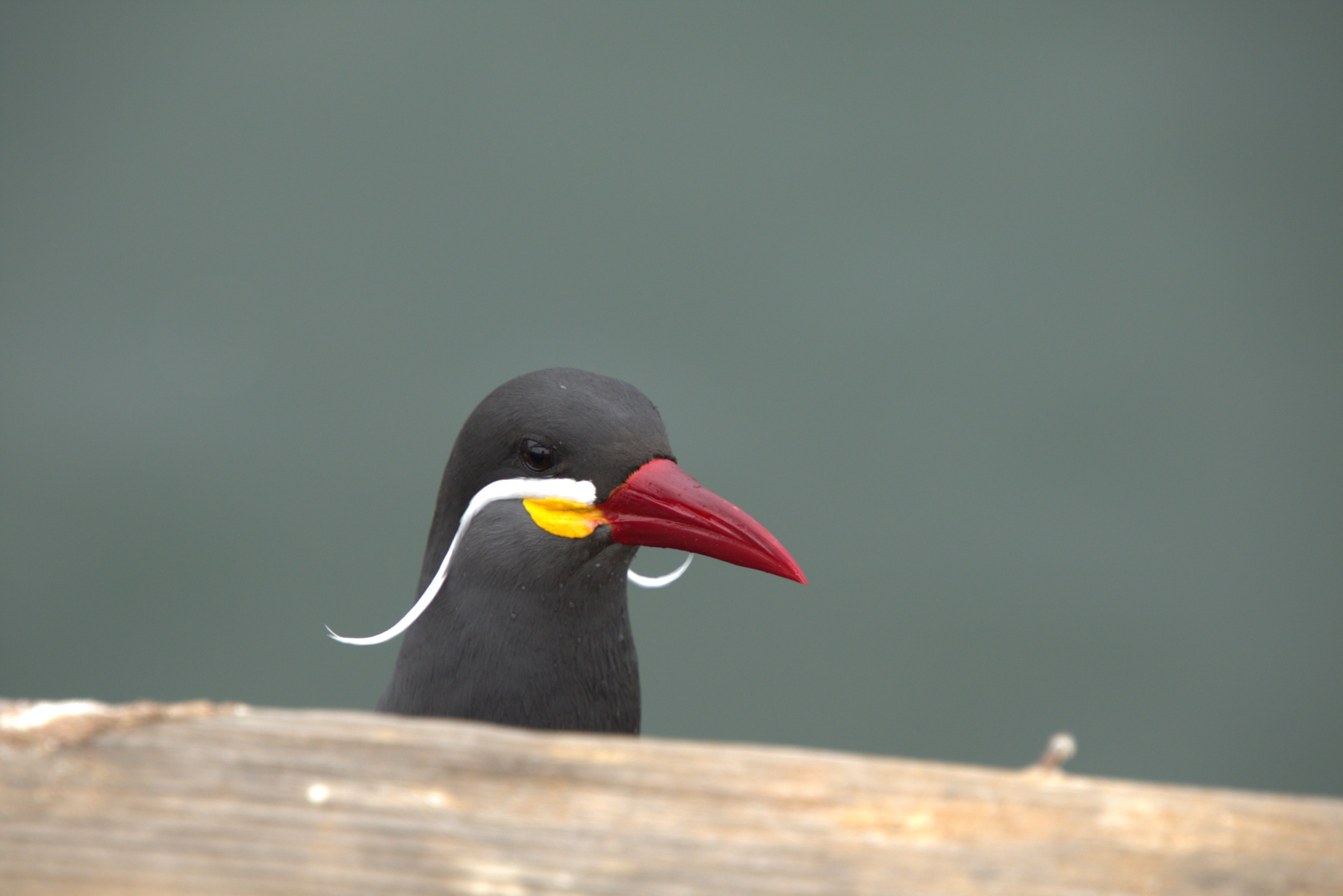 A striking Inca Tern bird with distinctive red beak and white mustache in Ilo, Peru.