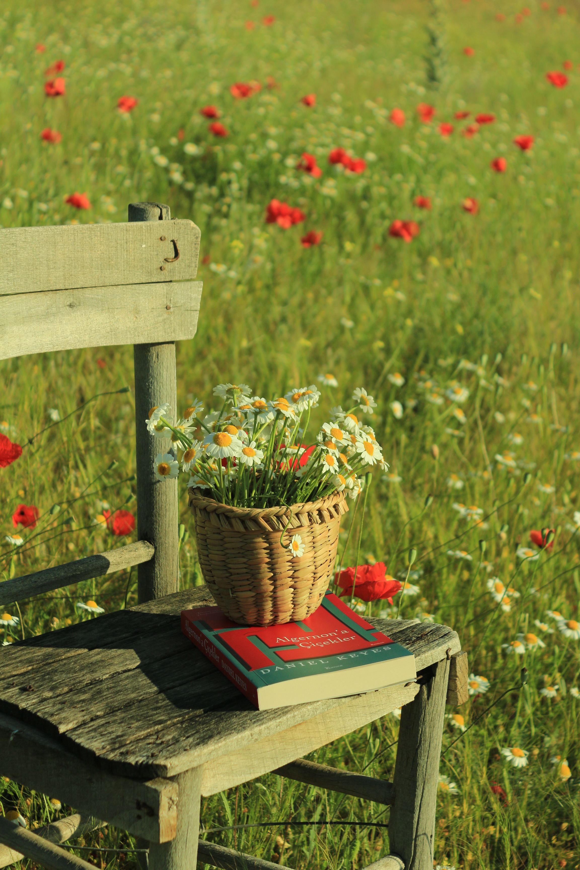 Charming rustic chair with books and a basket of daisies in a sunny poppy field setting.