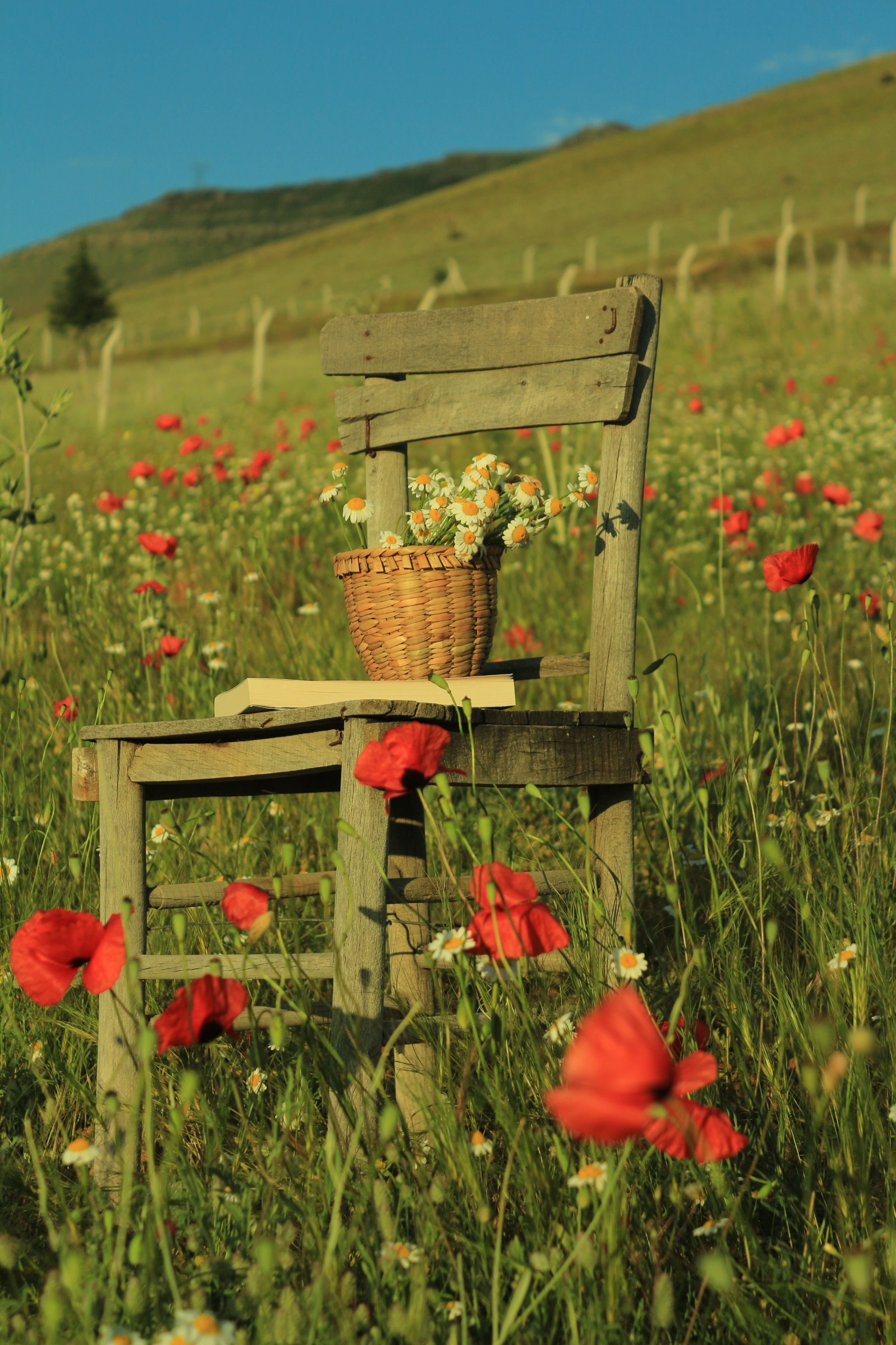 Vintage chair with flowers in a basket amidst vibrant poppies on a sunny day.