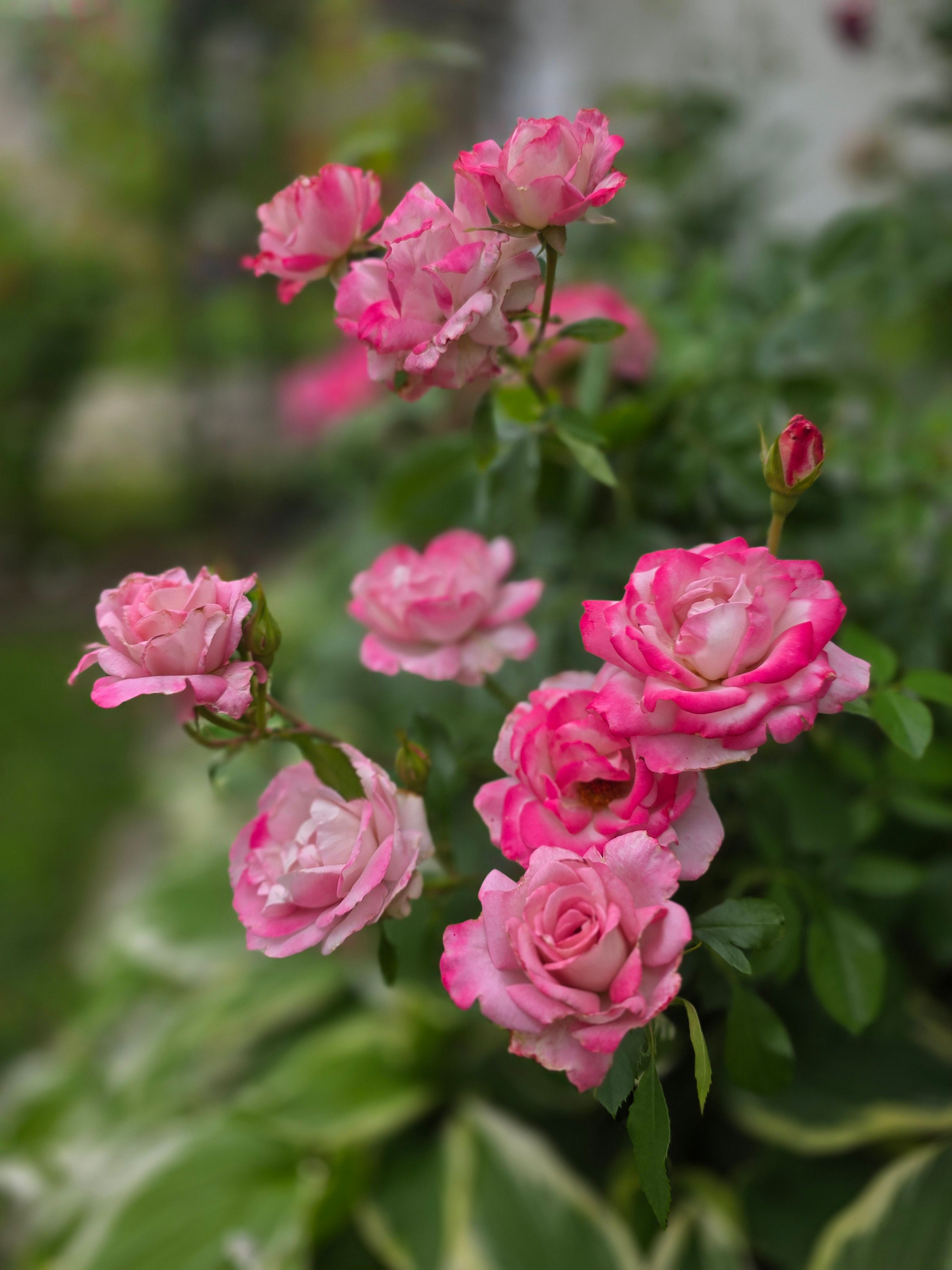 [ColoSach]-capture-of-blooming-pink-roses-in-lush-summer-garden-setting,-displaying-vibrant-floral-beauty.