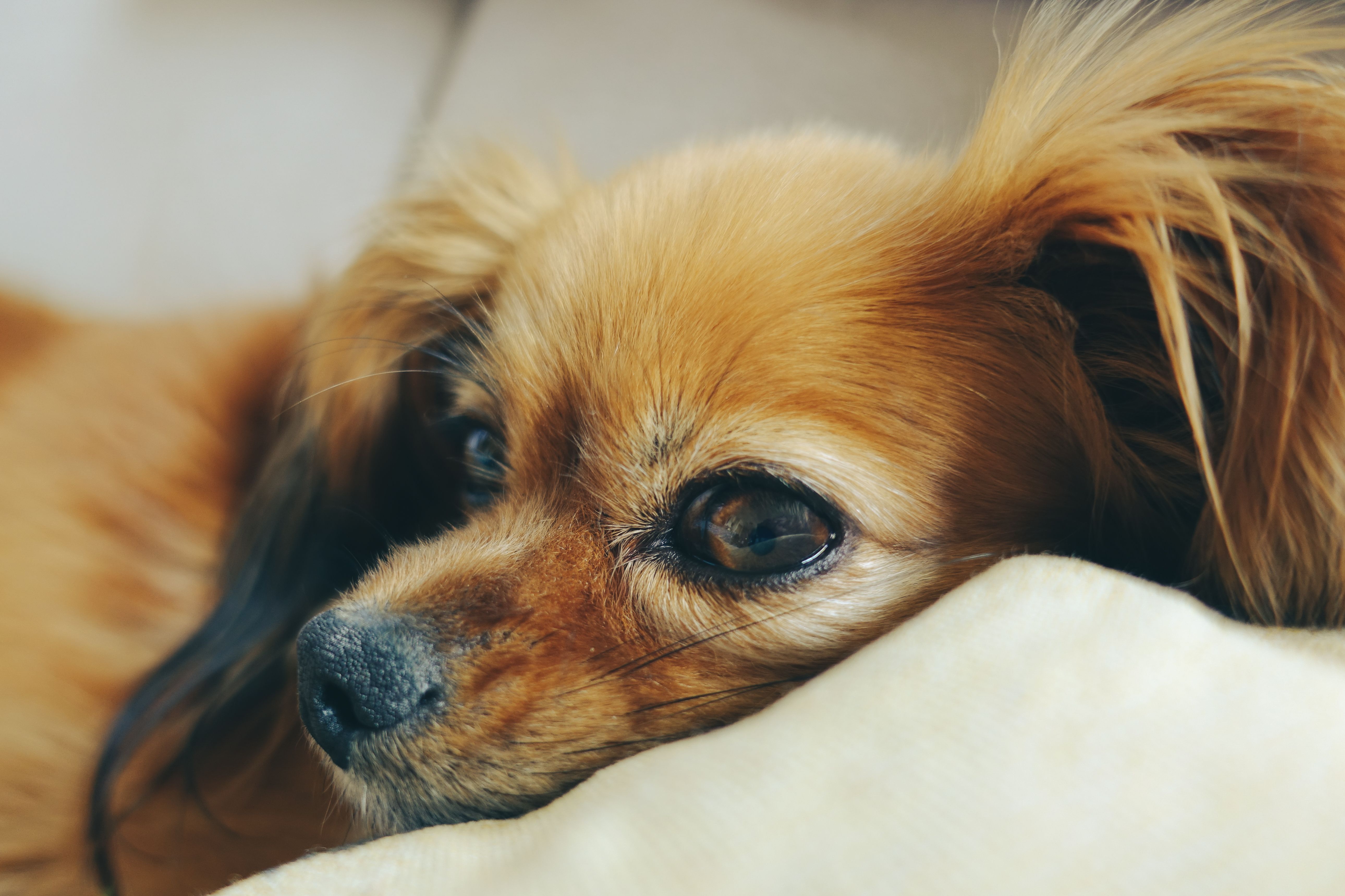 Healthcare and wellness consultation for a dog