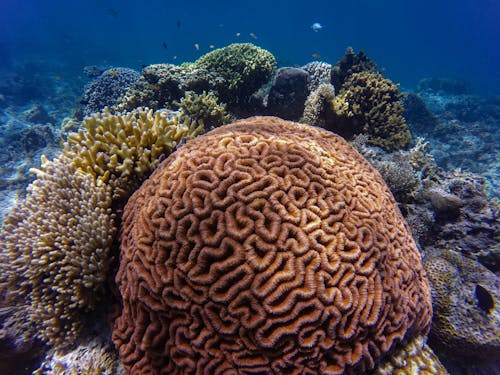 Arrecife De Coral Bajo El Agua