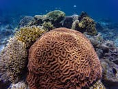 探索这片令人惊叹的水下世界，观赏充满活力的珊瑚结构和多样化的海洋生物