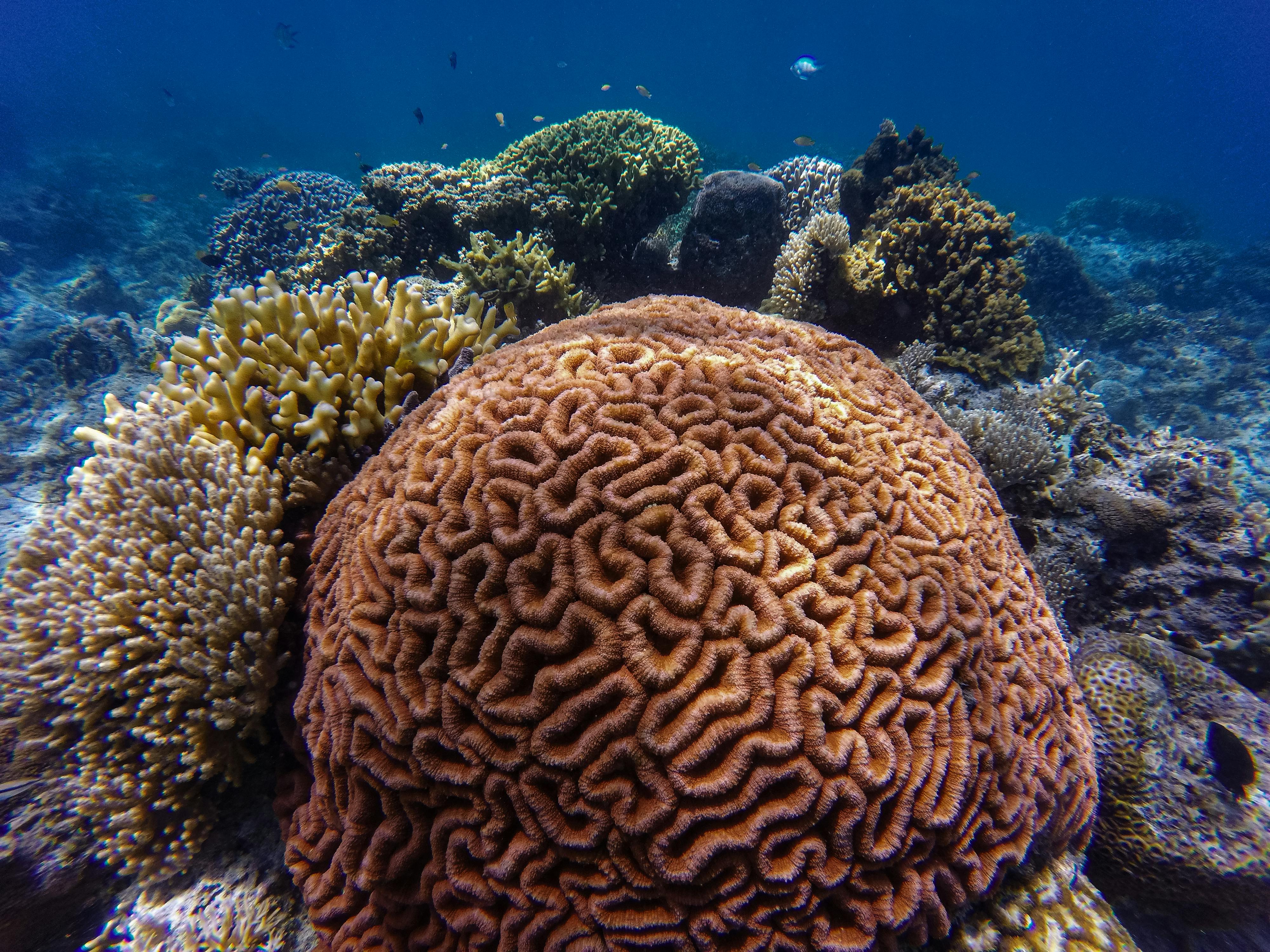 ocean underwater reef