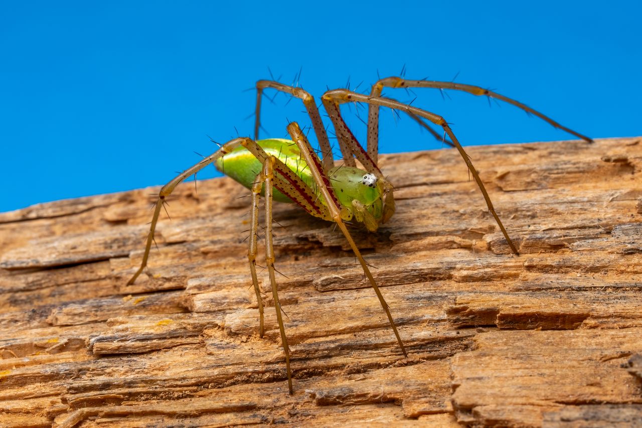 close up of a green lynx spider exhibiting detailed textures on a wood