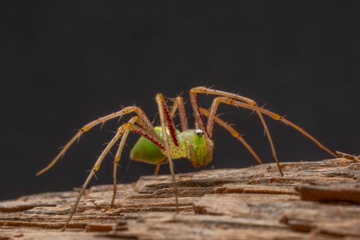 Detailed macro photograph of a green lynx spider (Peucetia viridans) on a wooden surface.