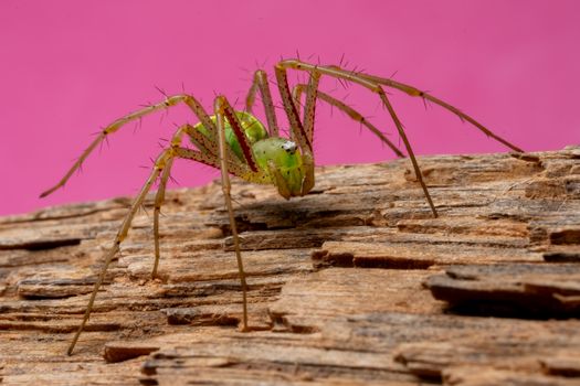 Close-up of a green lynx spider on wood with a pink background. Captivating details and vivid colors make this image stand out.