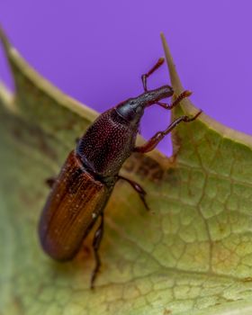 Detailed macro shot of a weevil on a leaf against a vibrant purple background, showcasing nature's textures.