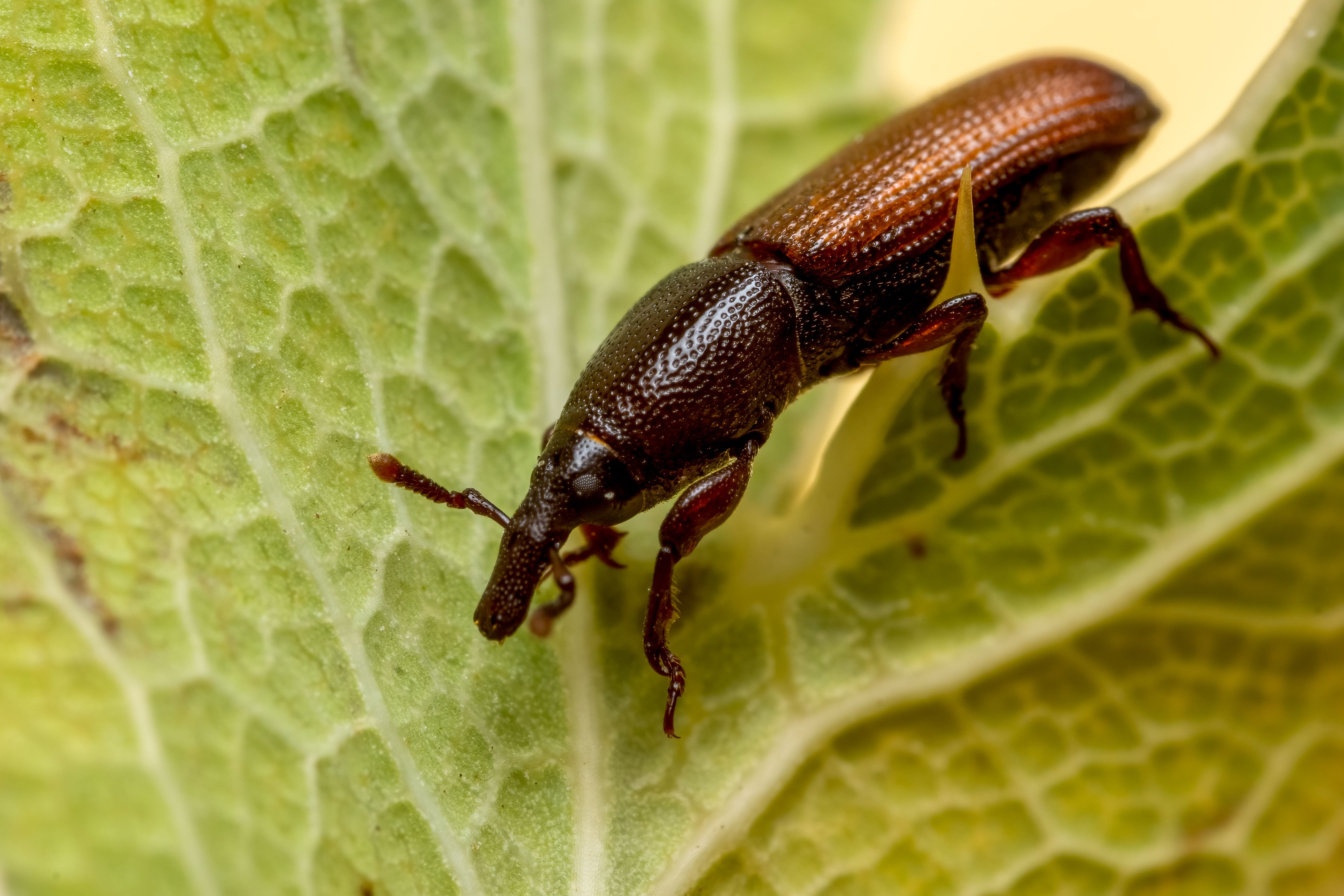 USDA Shares Climate Pest Risks but Lacks Resilience Plan — Photo by Rafael Minguet Delgado on Pexels