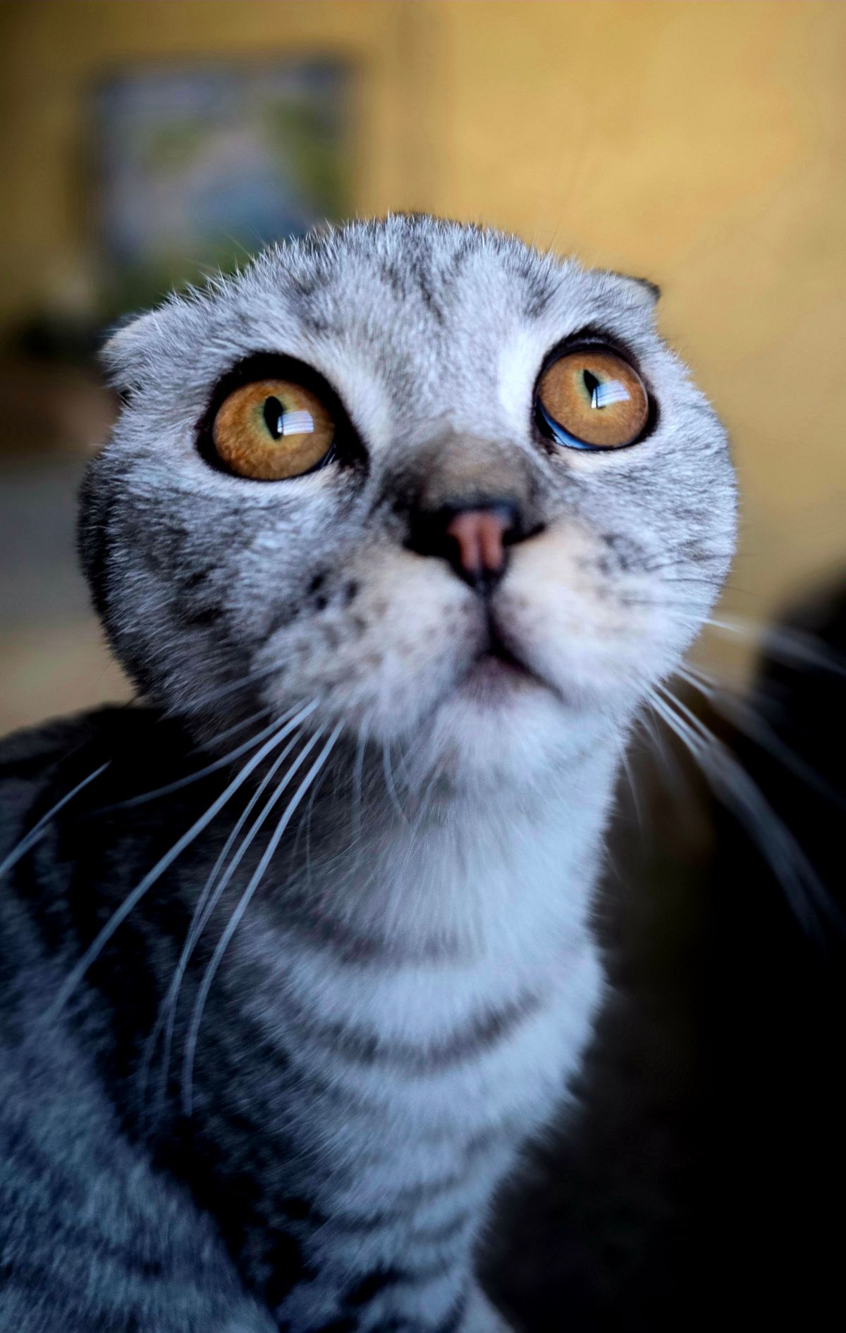 Gato Scottish Fold: raza de orejas dobladas, dócil y cariñosa, con predisposición a osteocondrodisplasia y cardiomiopatía Gato Scottish Fold de orejas dobladas sentado en posición Buddha sobre una manta