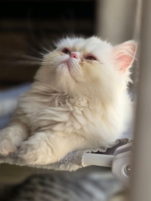 Free A fluffy white Persian cat with red eyes lounging indoors and gazing upwards. Stock Photo