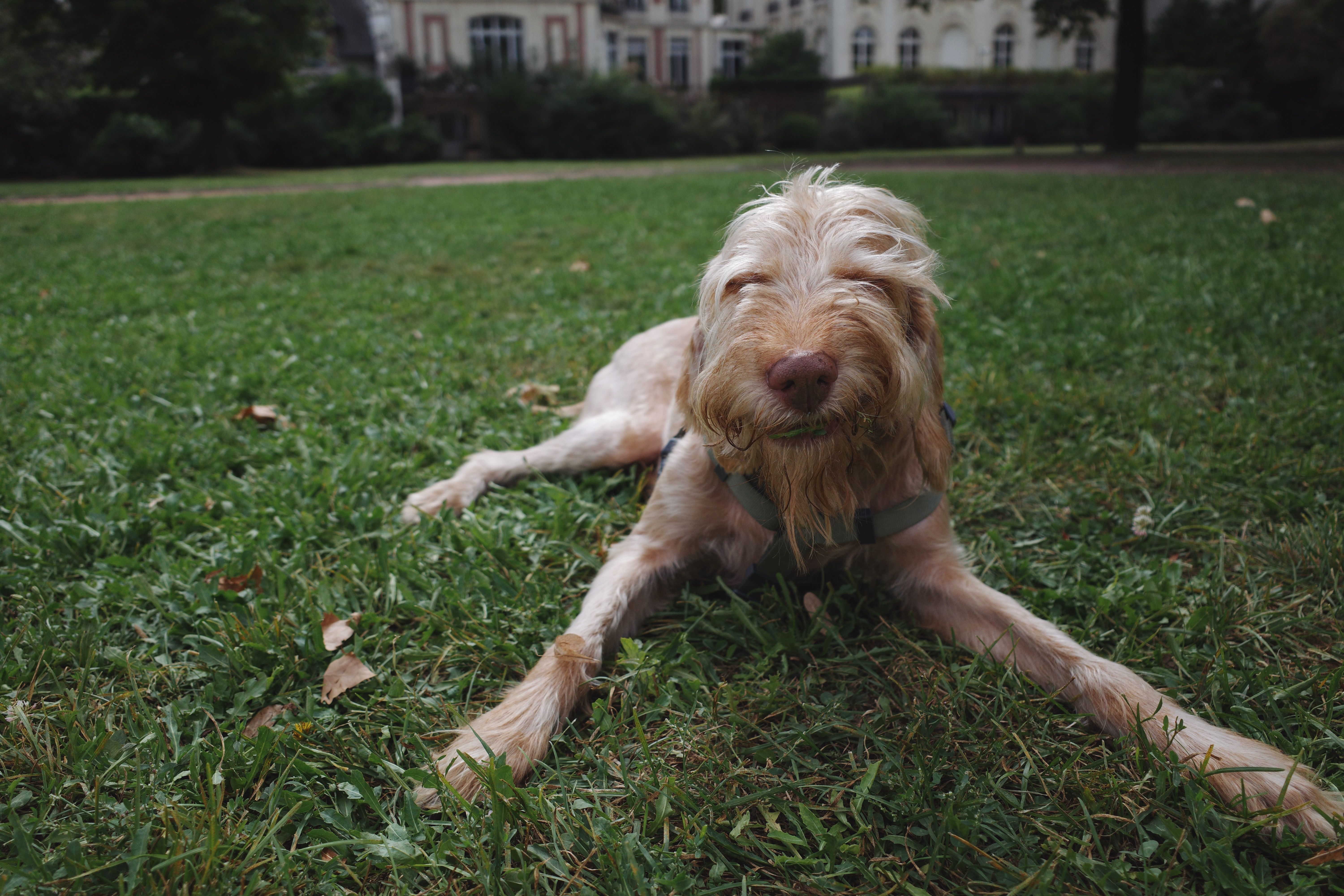 Doubtless Pet Care Launches, Combines Pet Insurance Across 10 Global Markets — Photo by Andreas Schnabl on Pexels