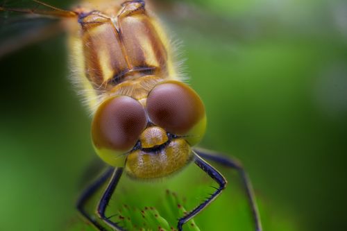 Free Detailed close-up image of a dragonfly sitting on a leaf, showcasing its vibrant colors and intricate details. Stock Photo