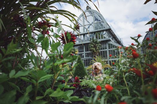 royal botanic dog