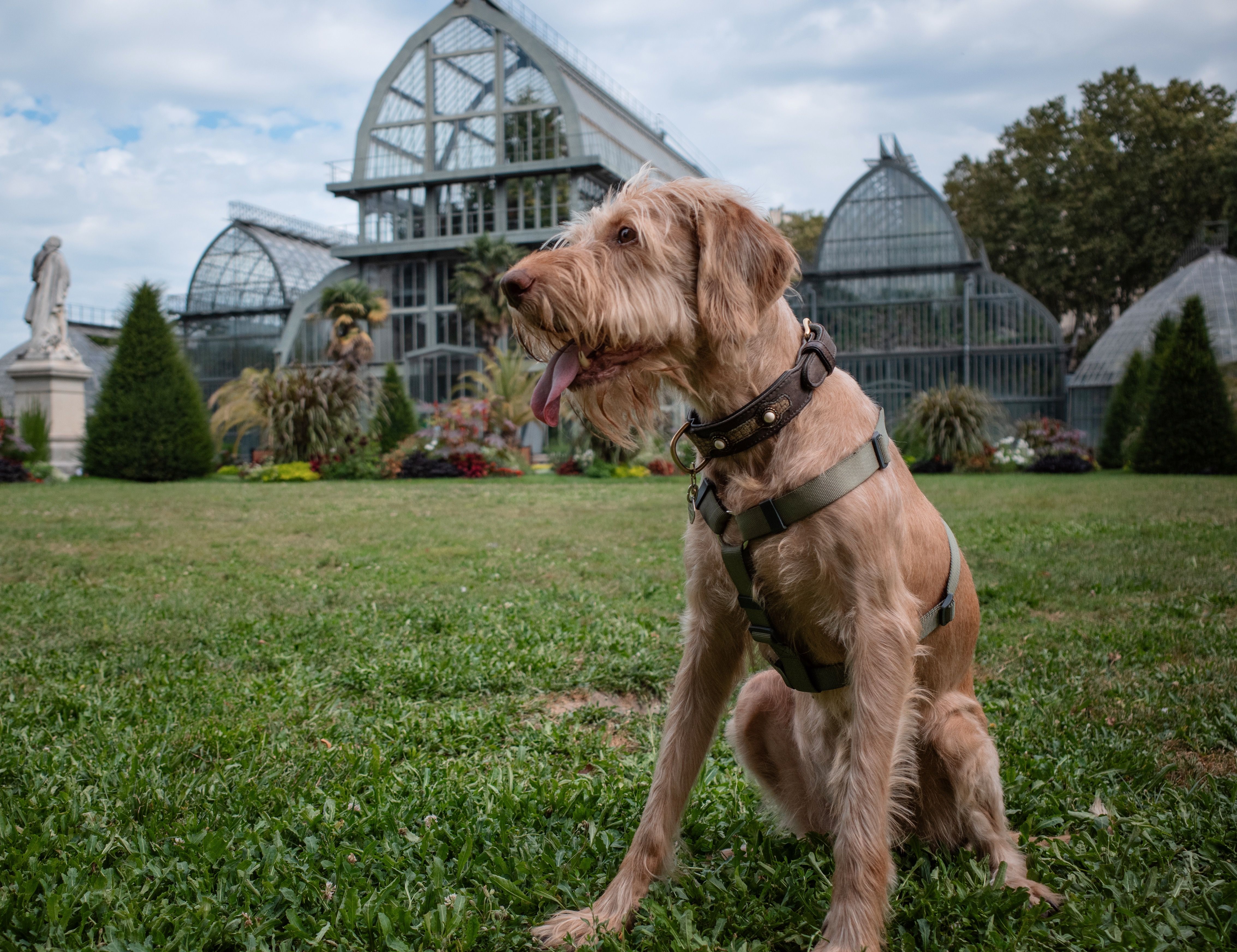 Best Dog Harness for Large Dogs That Pull