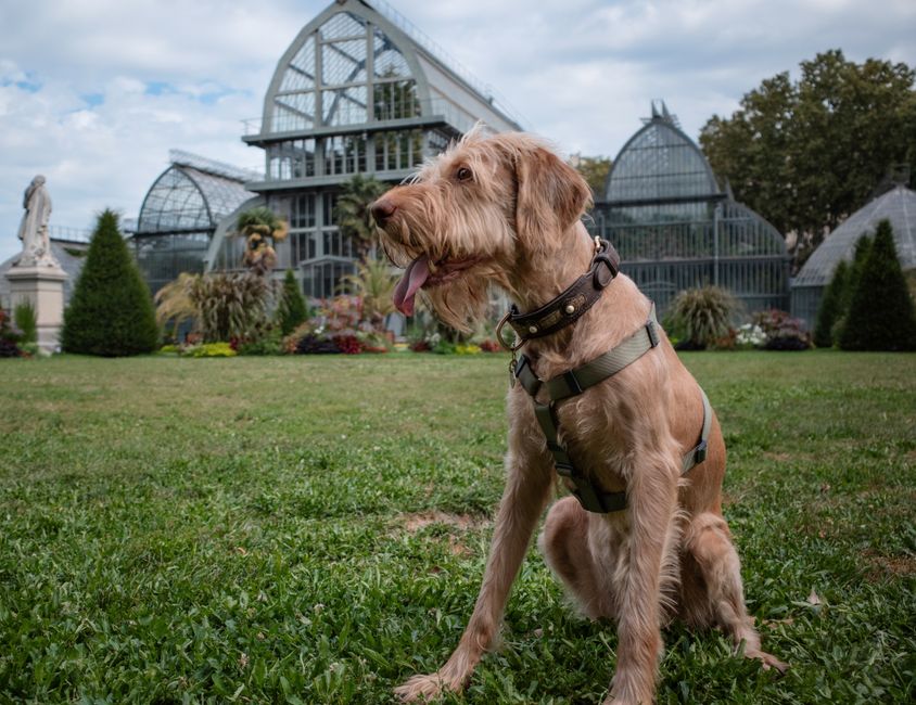 Best Dog Harness for Large Dogs That Pull