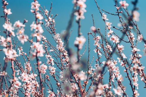 bezplatná Základová fotografie zdarma na téma almond farm, bílé květy, flóra Základová fotografie
